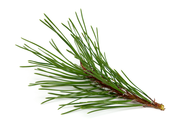 Tree Pine